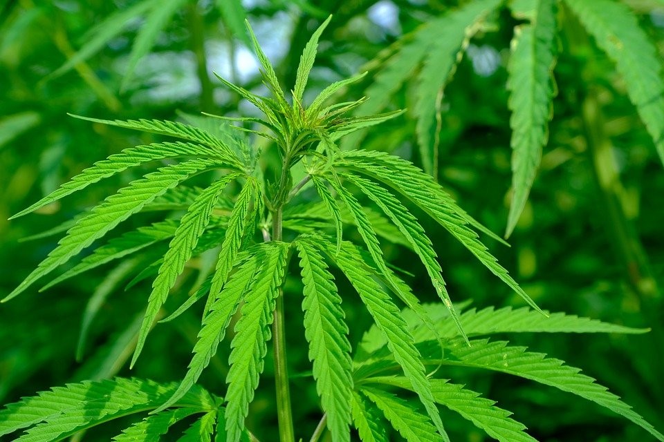 “El gran problema con el Cannabis medicinal es el acceso”