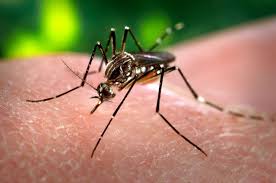 Daniel Stecher: “Para prevenir el dengue hay que evitar los criaderos de mosquitos y depósitos de agua”