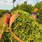 Yerbateros preparan «tractorazo» en repudio a Milei