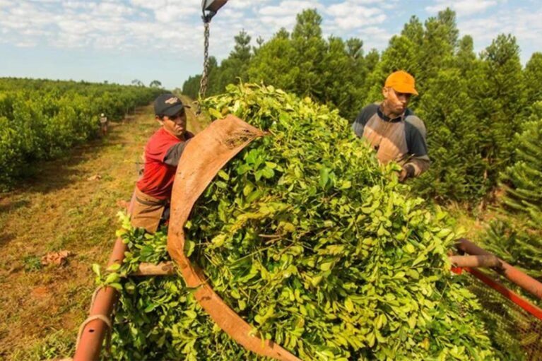 «Miles de yerbateros se están yendo a Brasil»