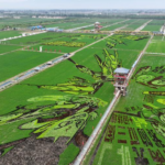 Cosecharás tu otra siembra: la China rural también cobra entradas